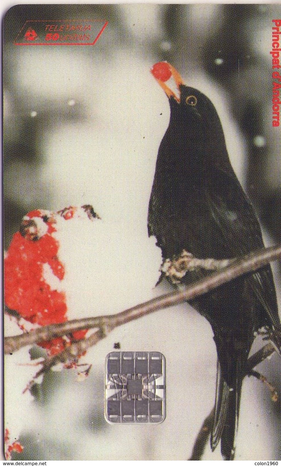 ANDORRA. AVE - BIRD. Túrdids - Merla (Turdus Merula). 1996-03. 10000 Ex. AD-STA-0046. (038) - Andorra