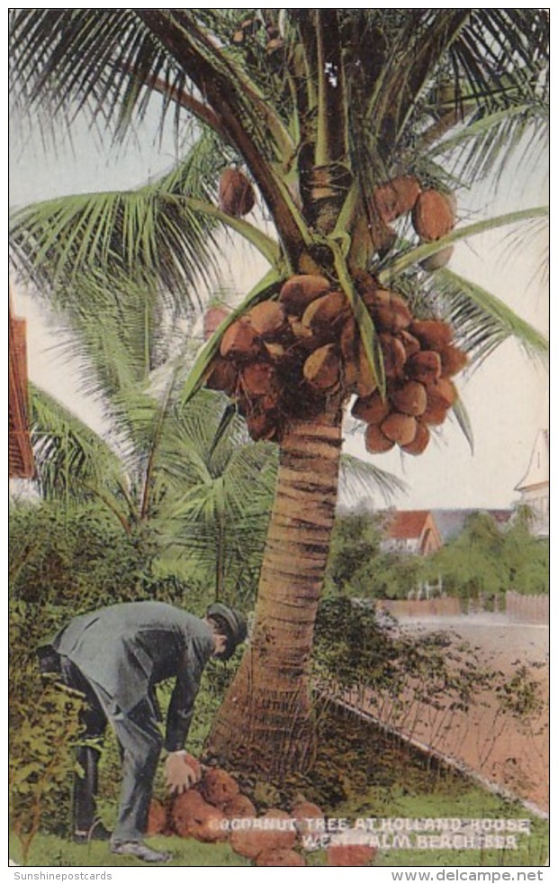 Florida West Palm Beach Cocoanut Tree At Holland House 1911 - West Palm Beach