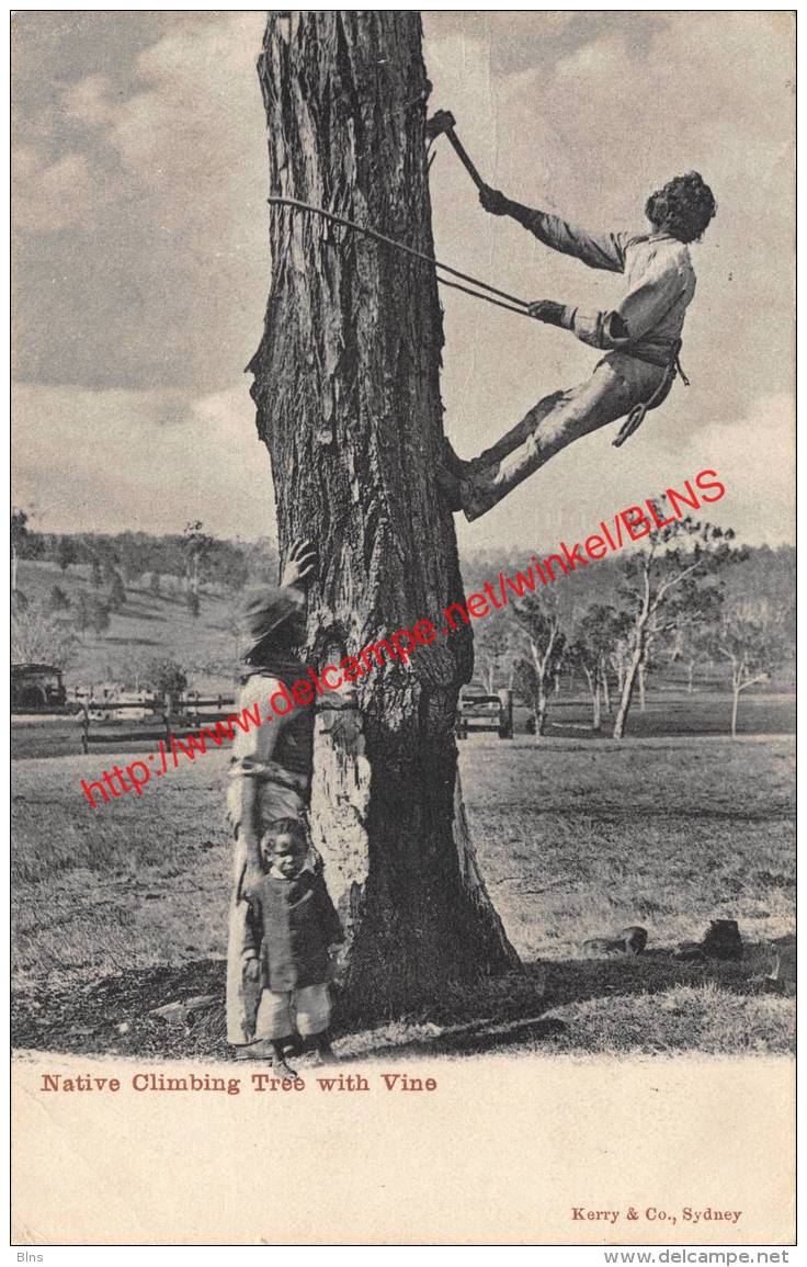 Native Climbing Tree With Vine - Nueva Zelanda