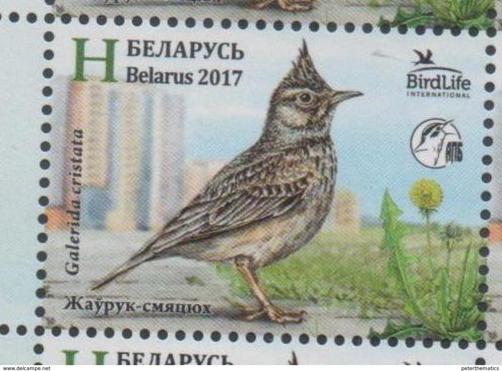 BELARUS, 2017, BIRDS, BIRD OF THE YEAR, CRESTED LARK, 1v - Altri & Non Classificati