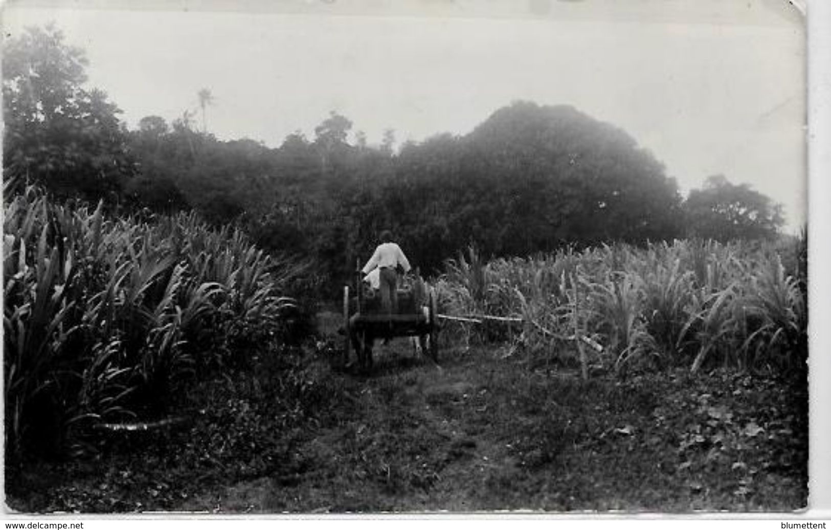 CPA Martinique Fort De France Non Circulé éditeur MONGE Carte Photo - Fort De France