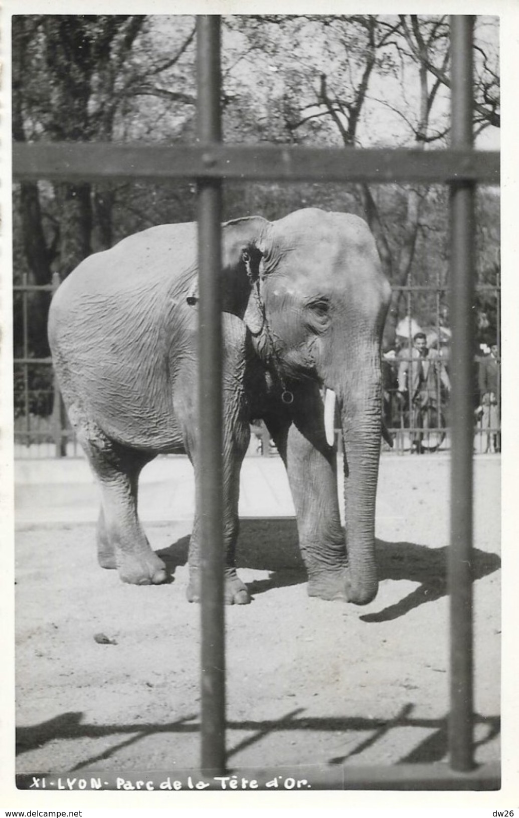 Carte-photo Du Parc De La Tête D'Or à Lyon - Un éléphant - Carte Non Circulée - Elefanti