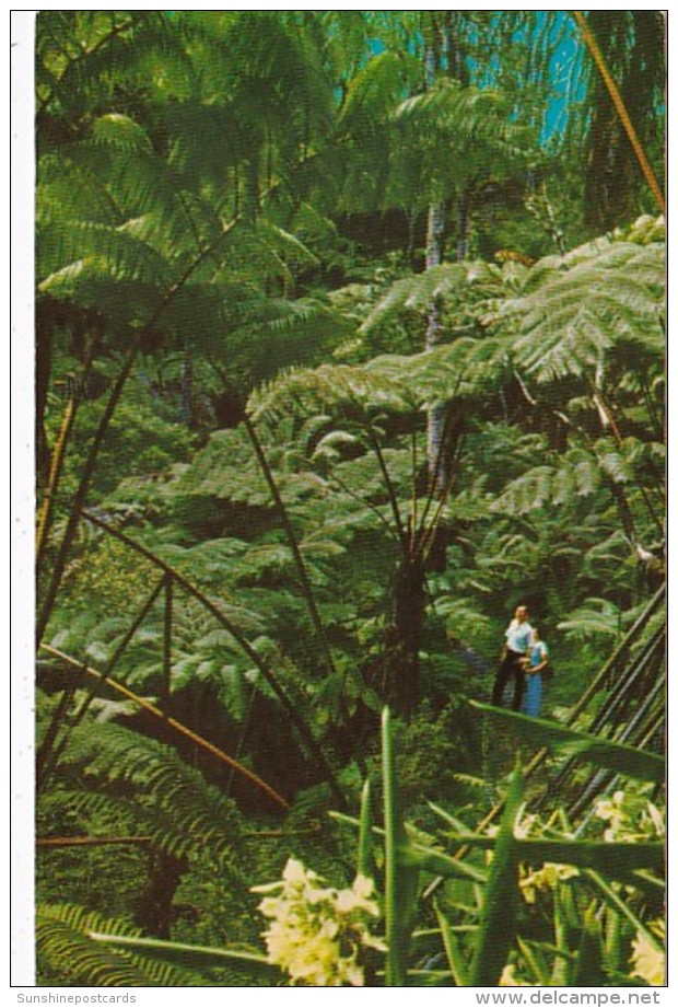 Hawaii Tree Fern Forest Along Road Around Kilauea Crater - Big Island Of Hawaii