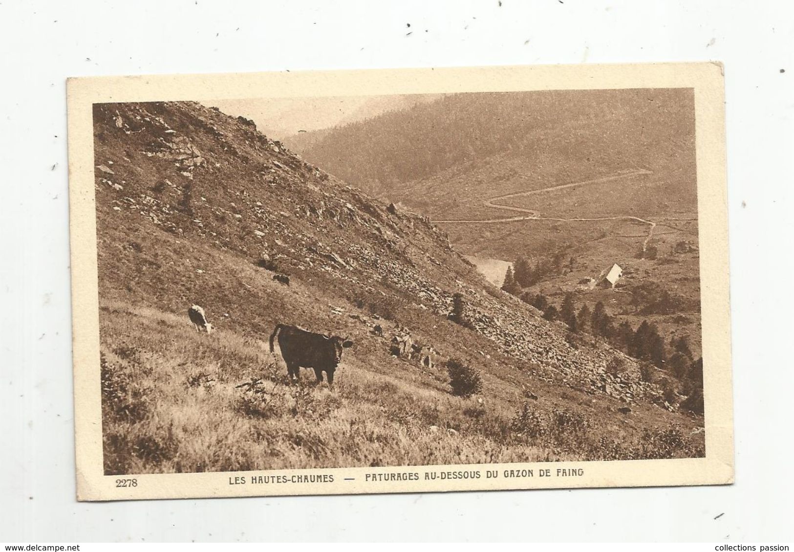 Cp , Agriculture,élevage , LES HAUTES CHAUMES , Paturage Au Dessous Du Gazon De FAING , Vaches , Vosges - Viehzucht