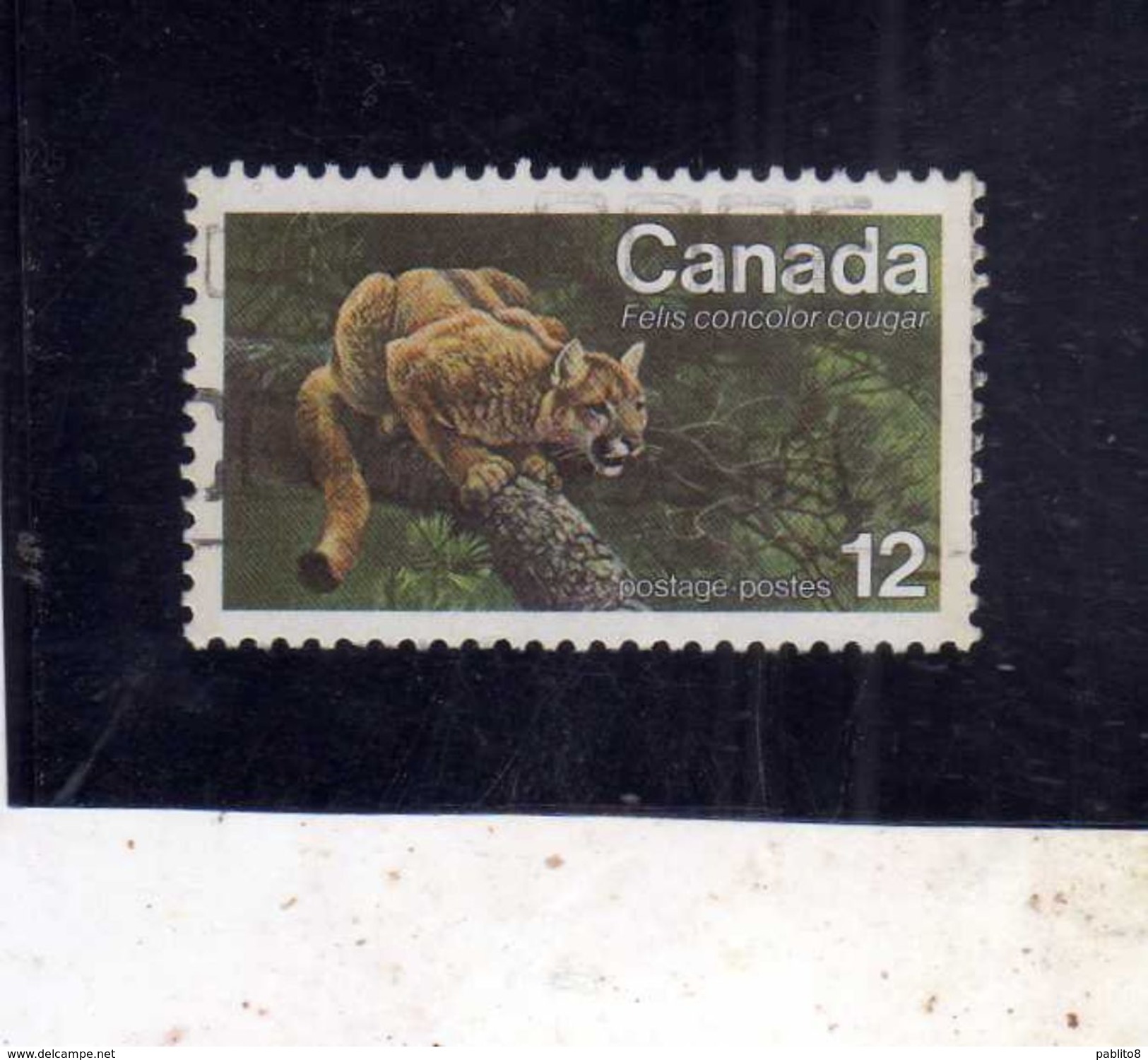 CANADA 1977 FAUNA ANIMALS EASTERN COUGAR ANIMAL PUMA ANIMALE CENT. 12c USATO USED OBLITERE' - Usati