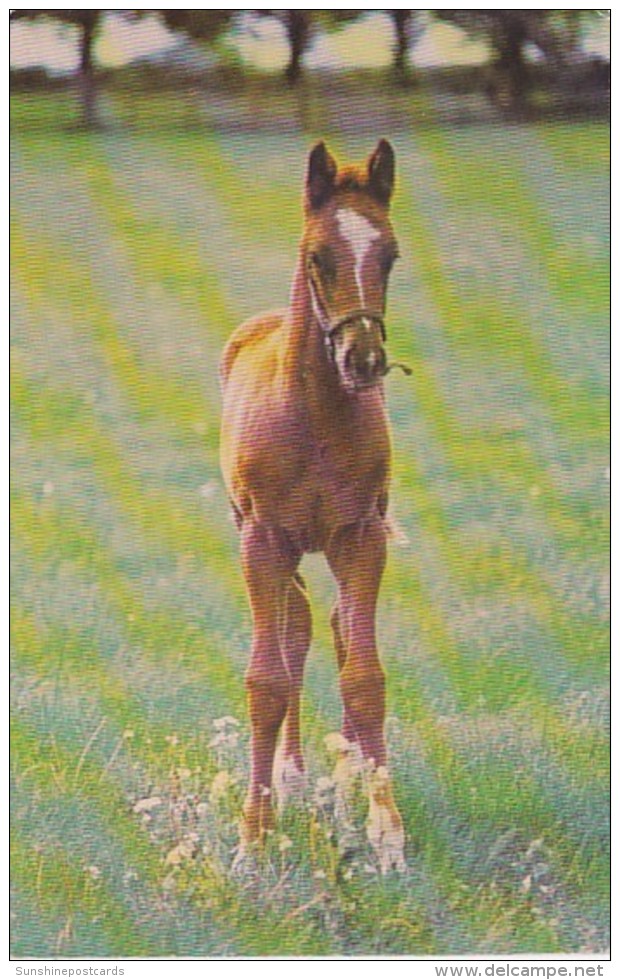 New York Saratoga Springs Saratoga Aqueduct Belmont Thoroughbred Foal - Saratoga Springs