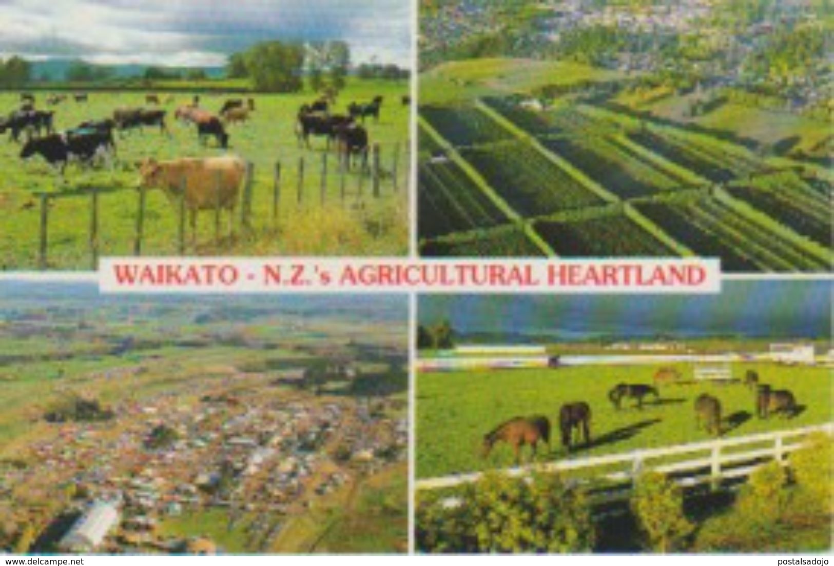 (NZ38)  WAIKATO. NEW ZEALAND AGRICULTURAL HEARTLAND - Neuseeland