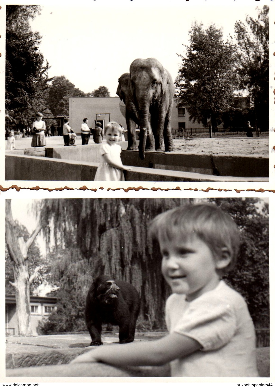 2 Photos Originales Zoo - Enfant En Ballade Au Zoo, Pause Photo Eléphant & Ours En 1970 - Personnes Anonymes