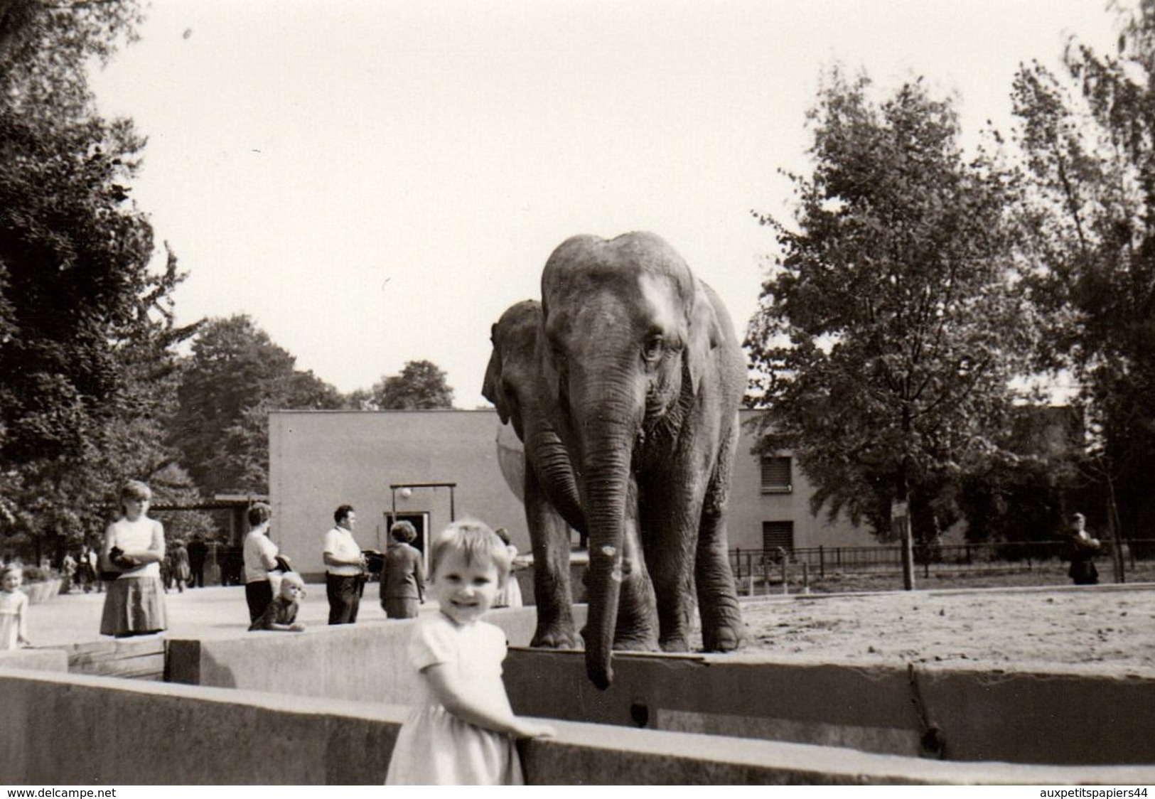 2 Photos Originales Zoo - Enfant En Ballade Au Zoo, Pause Photo Eléphant & Ours En 1970 - Personnes Anonymes