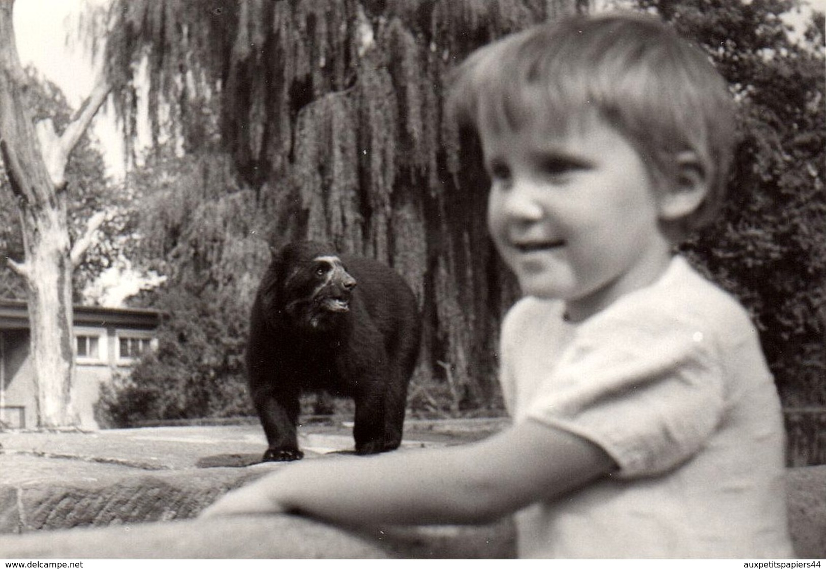 2 Photos Originales Zoo - Enfant En Ballade Au Zoo, Pause Photo Eléphant & Ours En 1970 - Personnes Anonymes