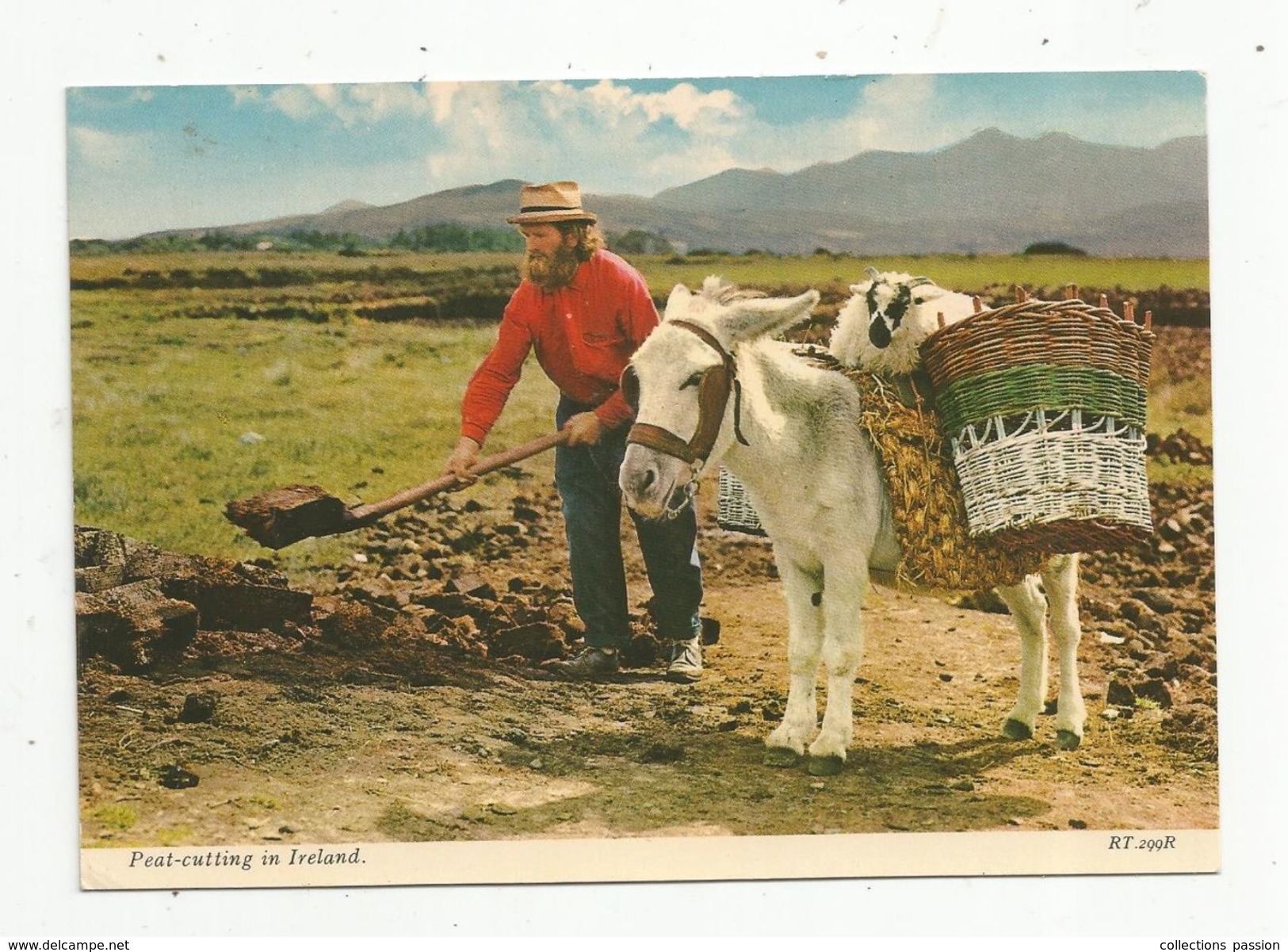 Cp , Métier , Agriculture , Tourbe , Peat-Cutting , Irelande , Ireland , âne , Mouton , Vierge - Campesinos