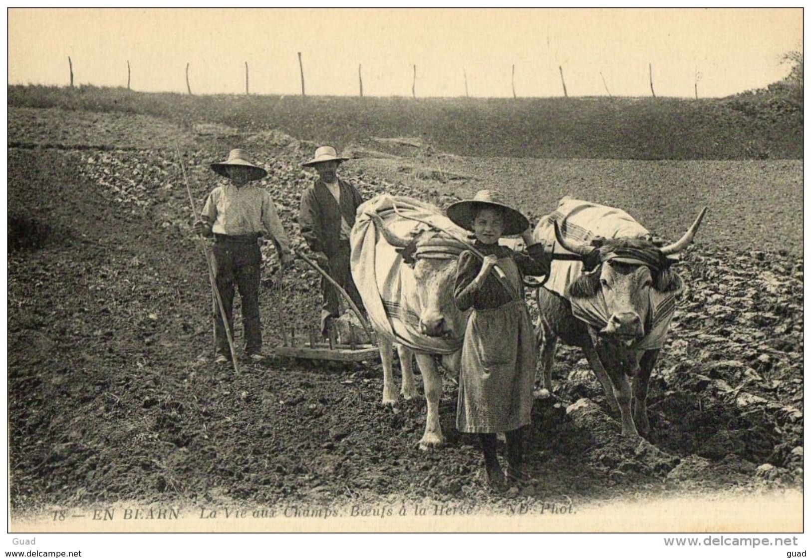 EN BEARN N° 18 - LA VIE AU CHAMPS ATTELAGE DE BOEUFS A LA HERSE AGRICULTURE - Bearn