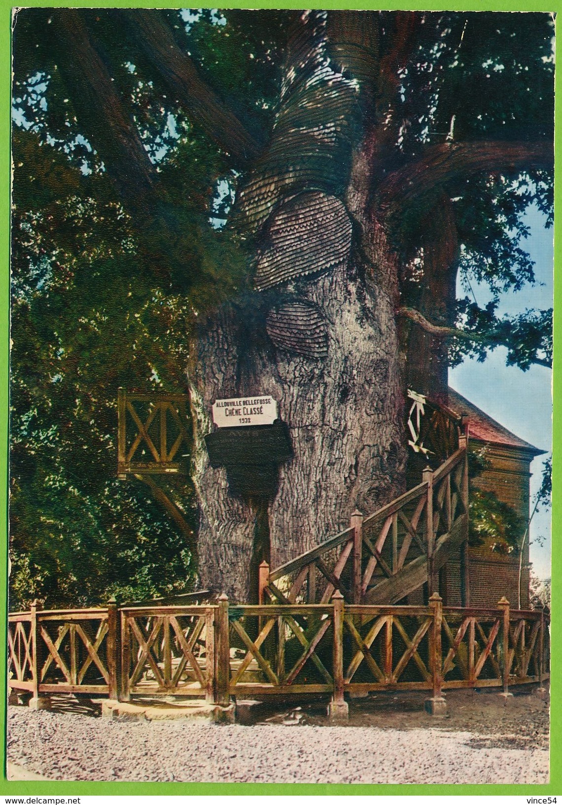 ALLOUVILLE-BELLEFOSSE Près D'YVETOT - Chêne âgé De 1200 Ans - Allouville-Bellefosse
