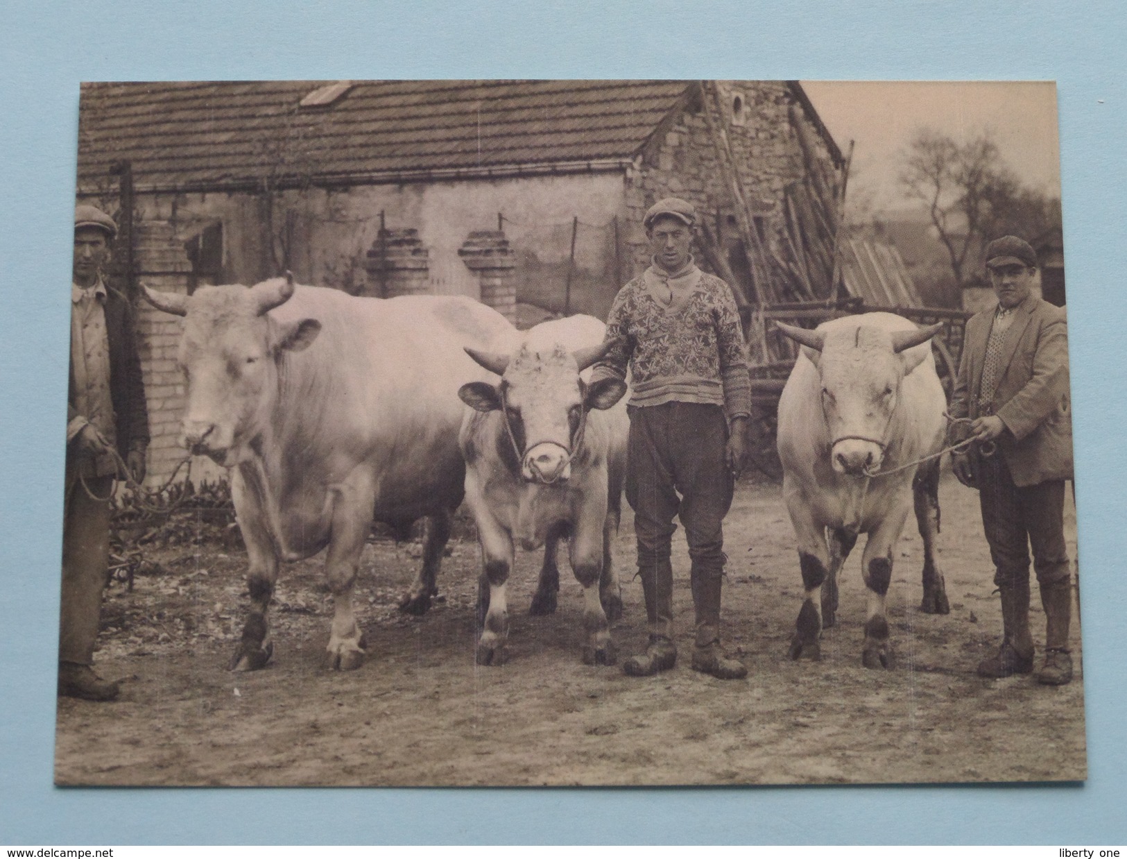 COWS In The PICTURE ( Hand Miltenburg / Reimer Strikwerda ) ROODBONT > Met 5 CP / PK Copycards ( Zie Foto's ) ! - Vaches