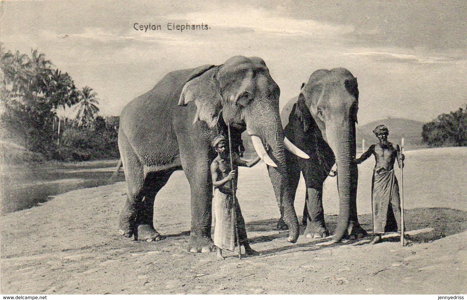 SRI LANKA , CEYLON  , Elefante - Sri Lanka (Ceilán)