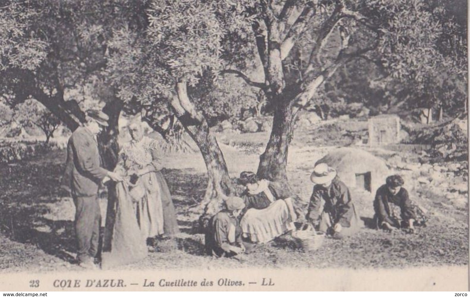 CÔTE D'AZUR  La Cueillette Des OLIVES. - Otros & Sin Clasificación