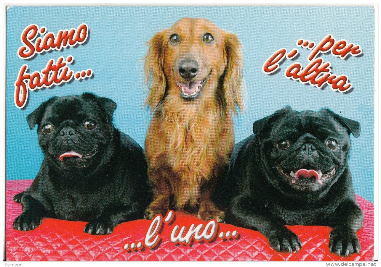 Cani Dogs Chiens Perro : Siamo Fatti...l'uno...per L'altra! - Chiens