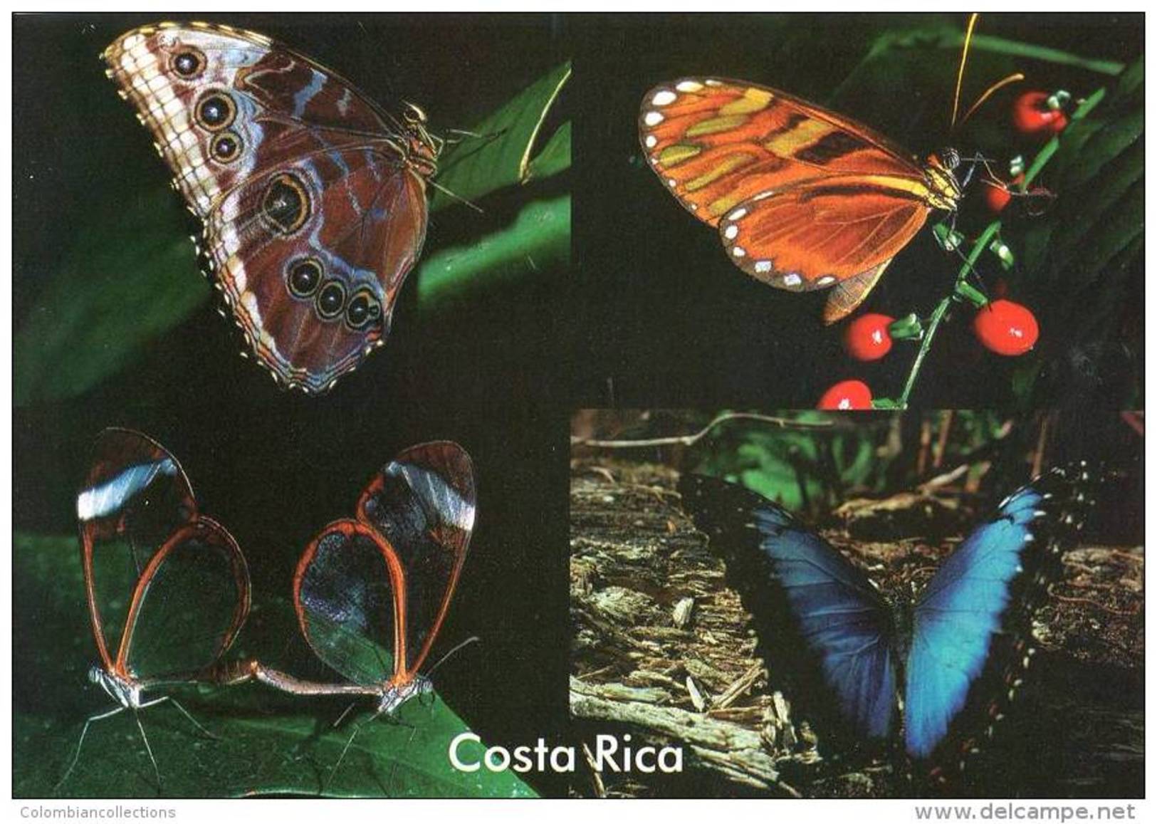 Lote PEP841, Costa Rica, Postal, Postcard, Fauna, Mariposas, Buterfly - Costa Rica