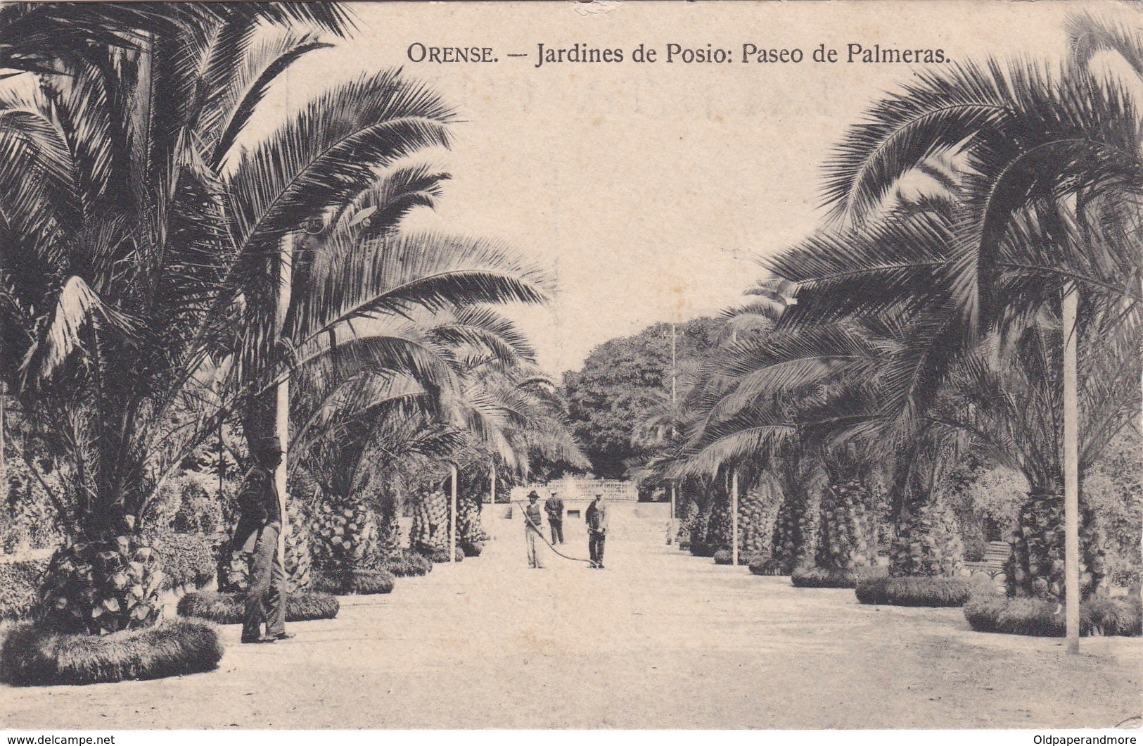 POSTCARD SPAIN  ESPAÑA - GALICIA  - ORENSE - JARDINES DE POSIO : PASEO DE PALMERAS - Orense