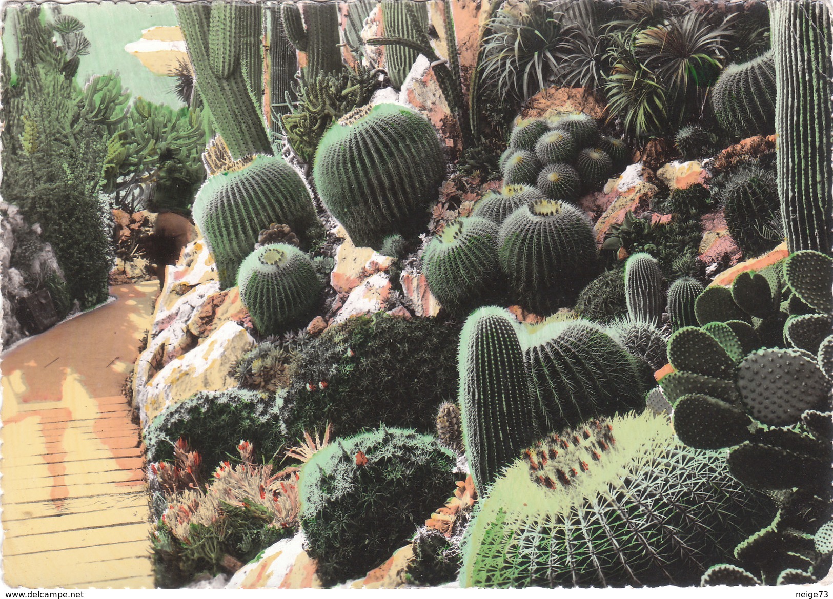 Carte Postale Des Années 60 - Monaco - Monte Carlo - Plantes Exotiques - Cactus - Timbre Avec Des Cactus - Cactus