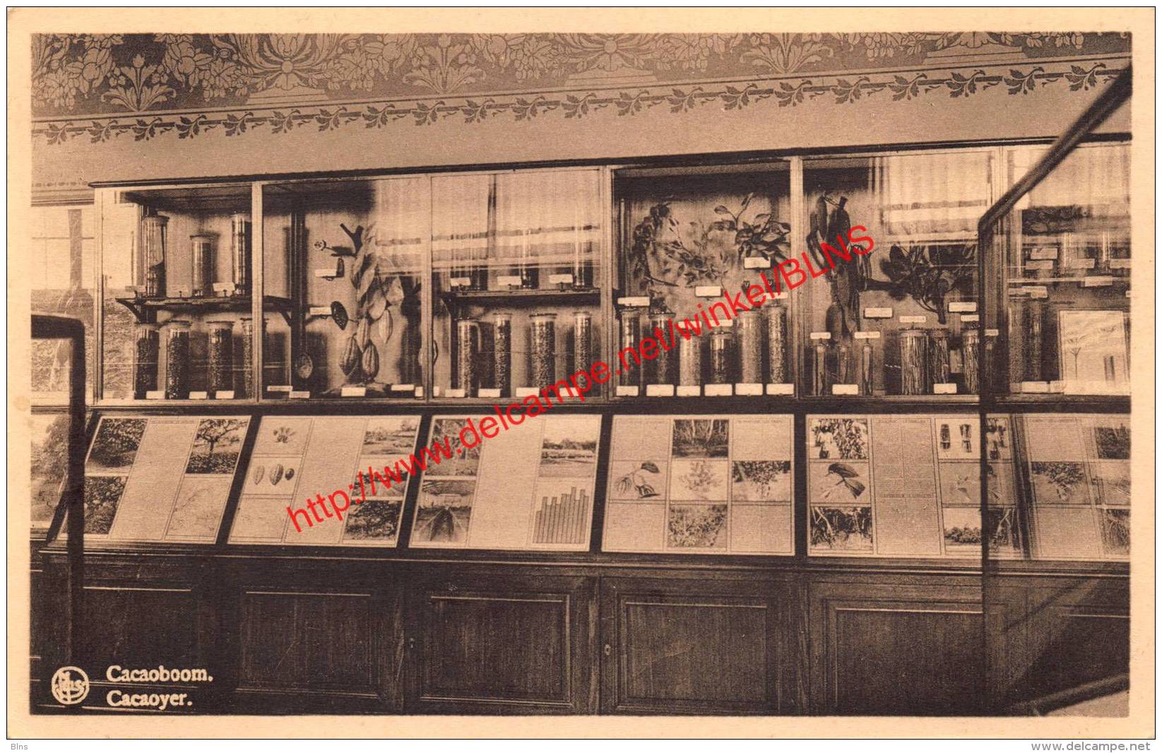 Musée Du Congo Belge - Cacaoyer Cacaoboom - Tervuren Tervueren - Tervuren