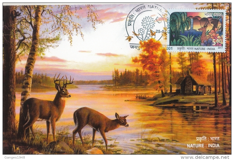 India  2017  Deer  Horned Deer  Nature : India  Maximum Card  #   04701   D  Inde Indien - Game