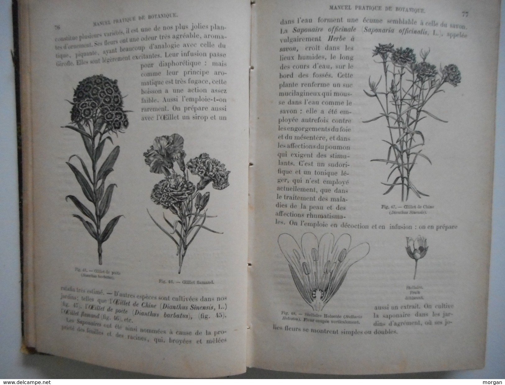 BOTANIQUE, PLANTES, 1885, TRAITE PRATIQUE DE BOTANIQUE, ED. LAMBERT, GRAVURES PLANTES
