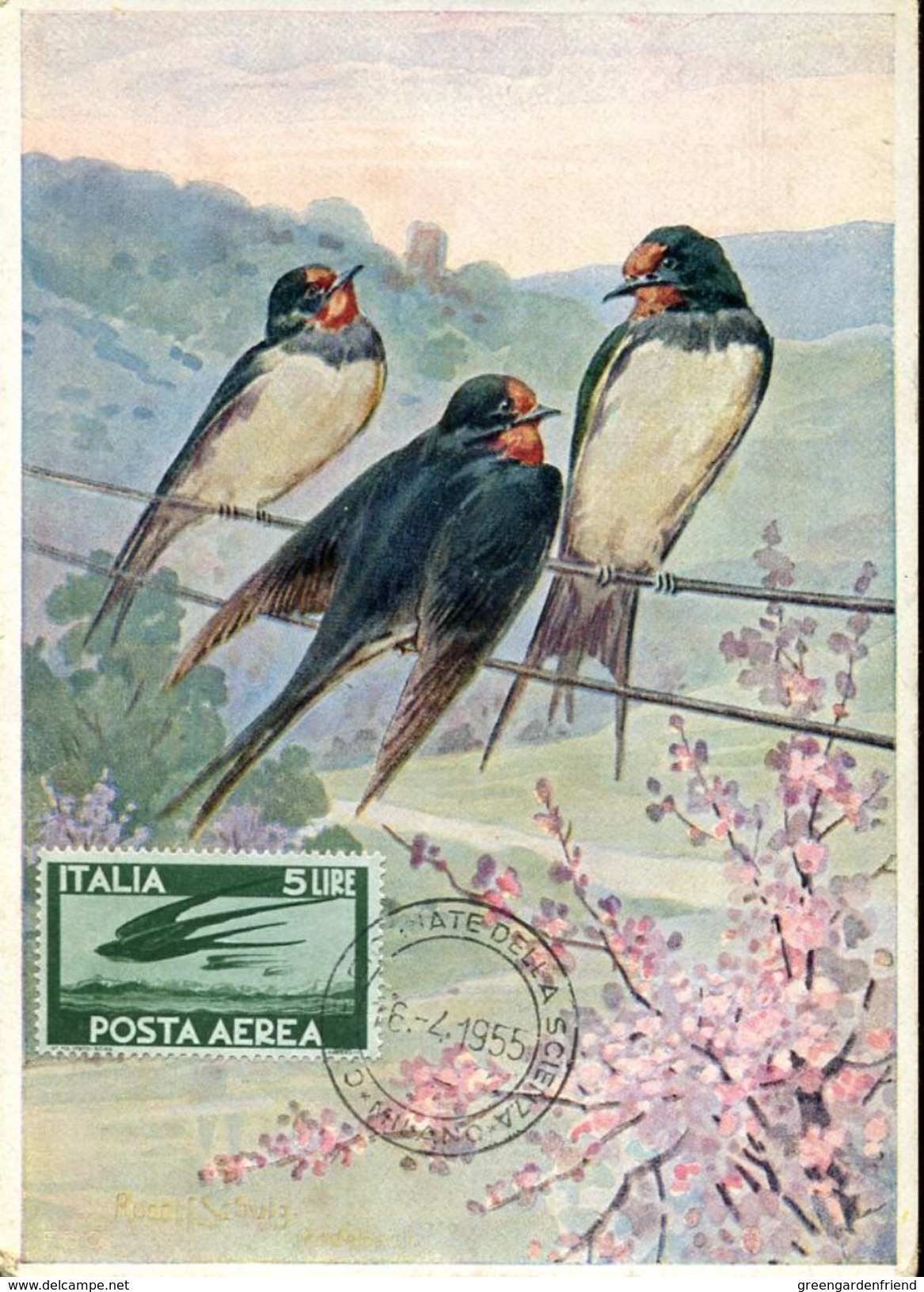 28644 Italia, Maximum 1955 Swallow Hirondelles Rondini, Rauchschwalbe - Schwalben