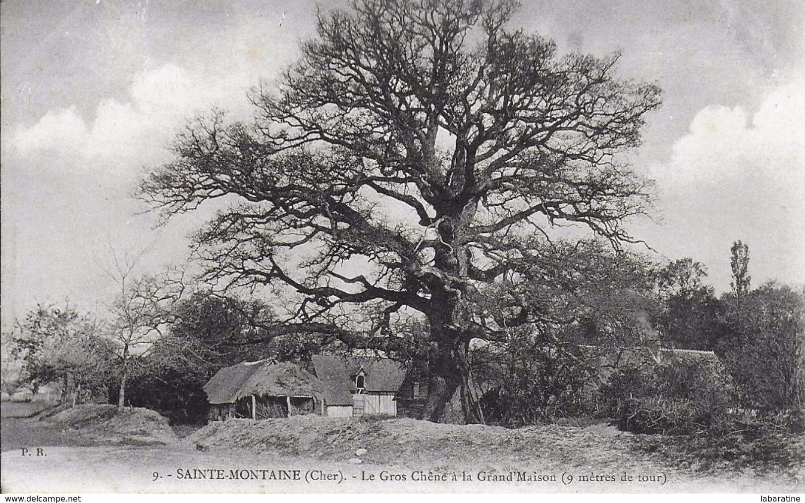 18)  SAINTE  MONTAINE  - Le Gros Chêne à La Grand Maison 9 Mètres De Tour - Autres & Non Classés