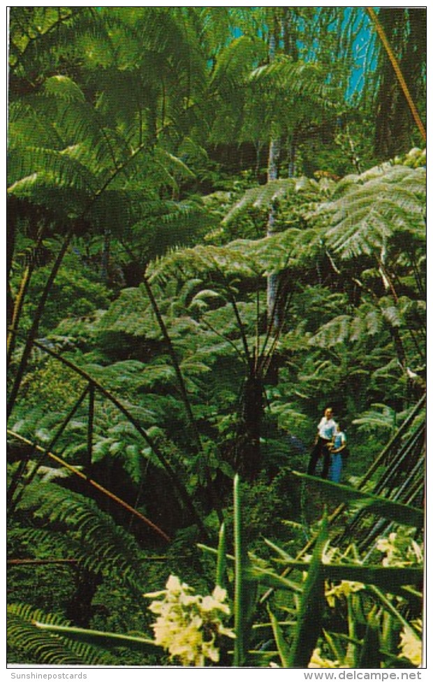 Hawaii Tree Fern Forest Hawaii National Park - Big Island Of Hawaii