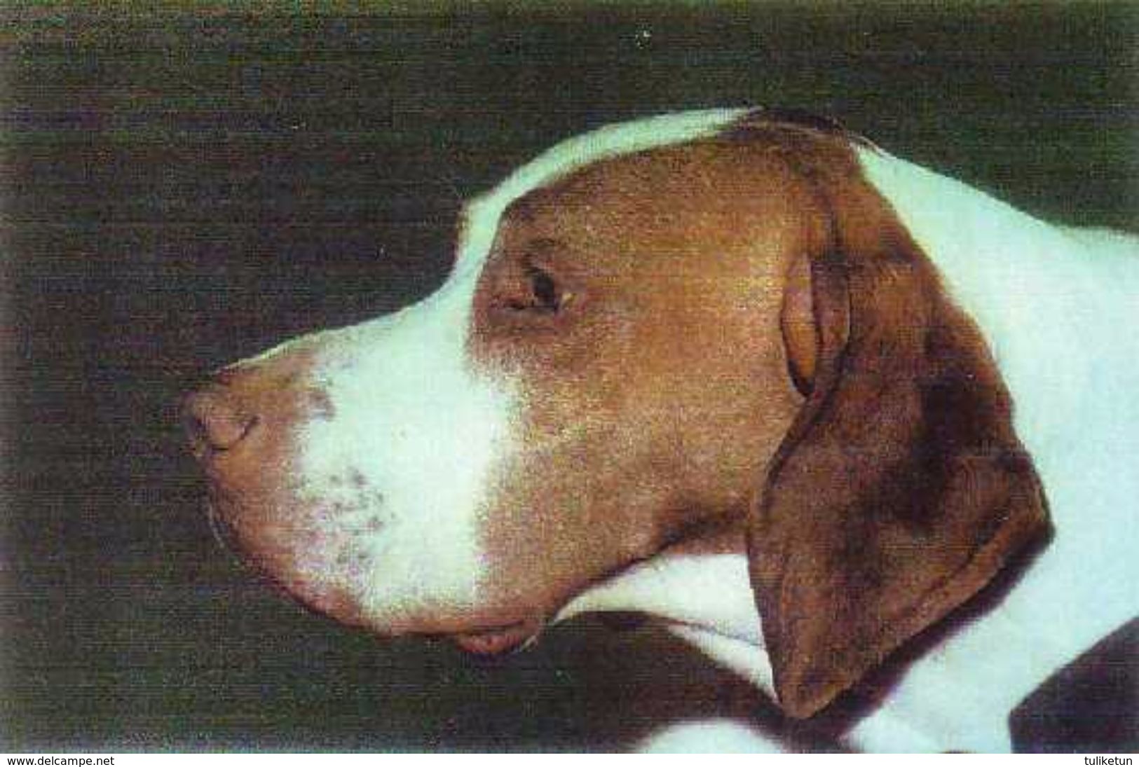 Braque Saint-Germain - Dog - Chien - Cane - Hund - Hond - Perro - Lissunmusta - Honden