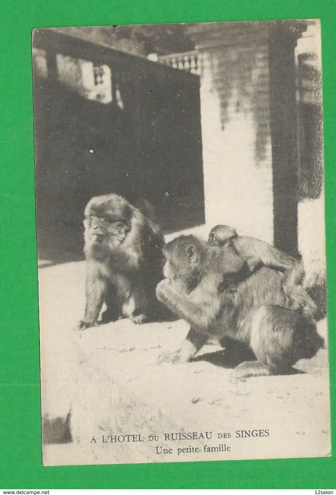 Carte Postales  ALGERIE BLIDA Hotel Du Ruisseau Des Singes - Monkeys