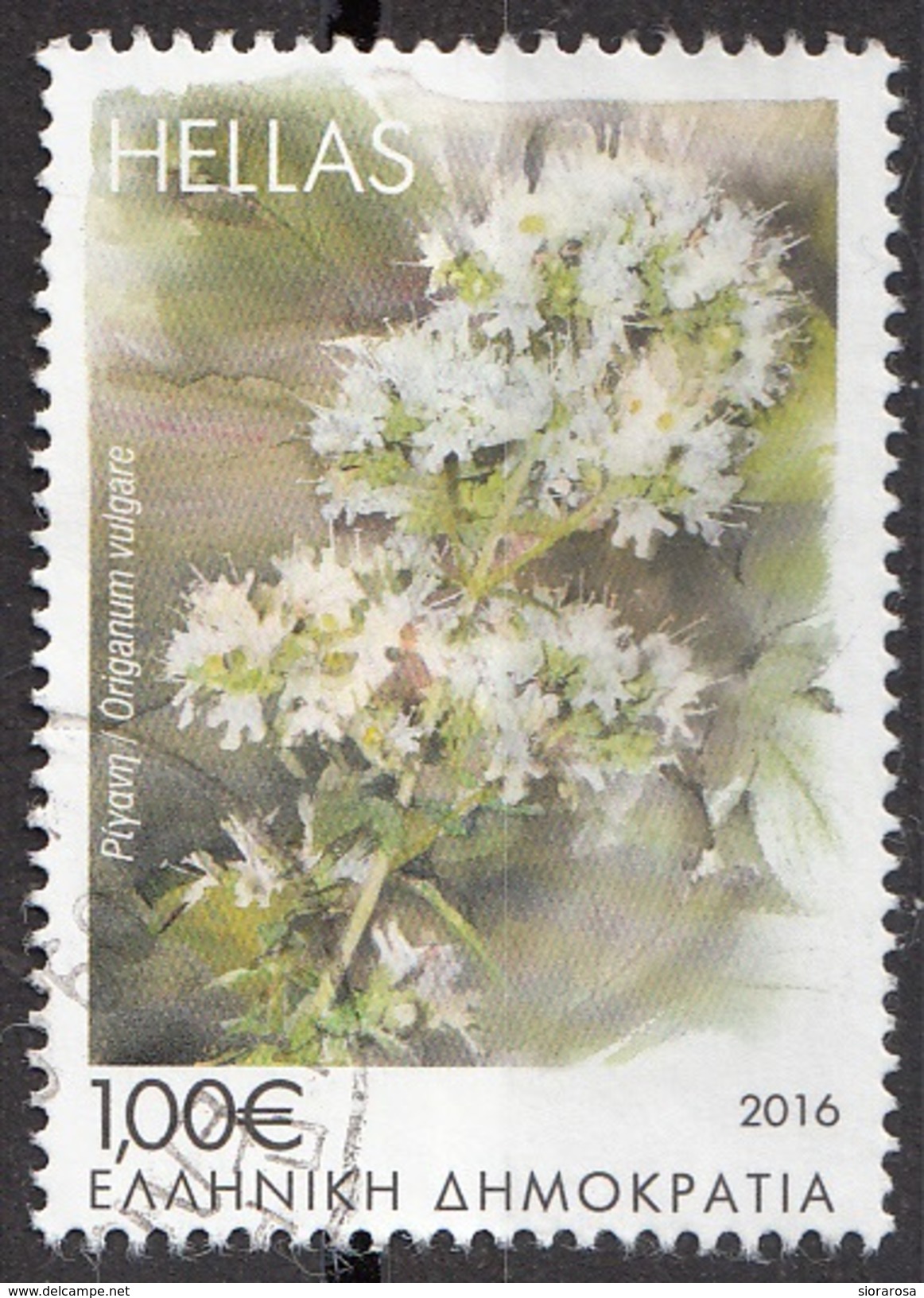 Grecia 2016 Sc. Origanum Volgare Origano Comune Used Hellas Greece - Vegetazione