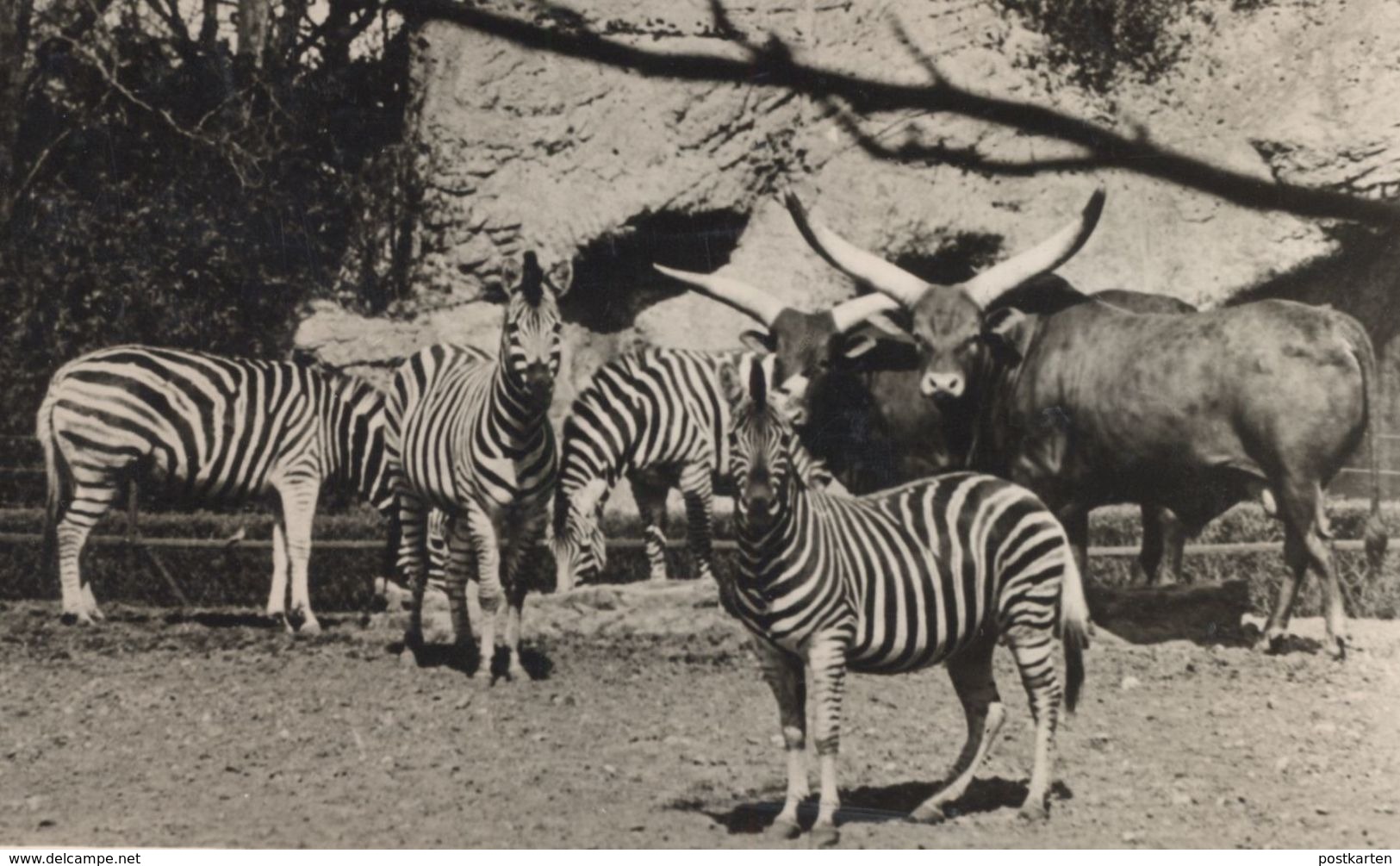 ALTE POSTKARTE ZEBRAS UND WATUSSI RIND CARL HAGENBECK'S TIERPARK Hamburg Hagenbeck Zebra Zoo Cow Postcard AK Cpa - Eimsbuettel