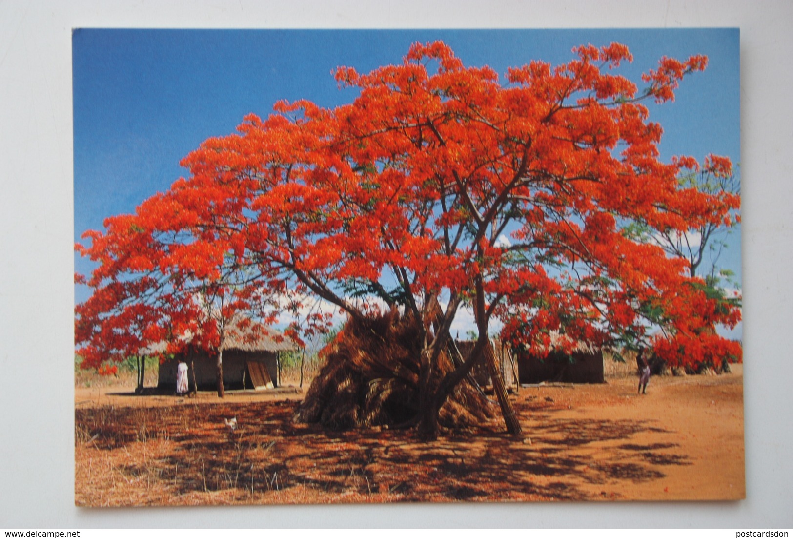 AFRICA, MALAWI Near Salima  Old Postcard - Malawi