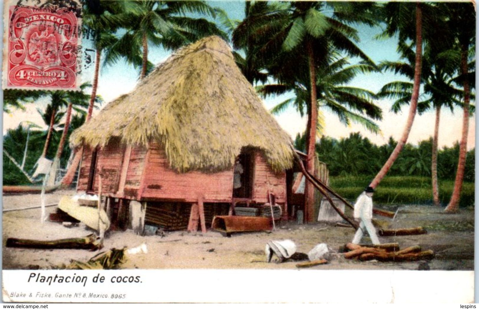 AMERIQUE -- MEXIQUE -- Plantacion De Cocos - Mexique