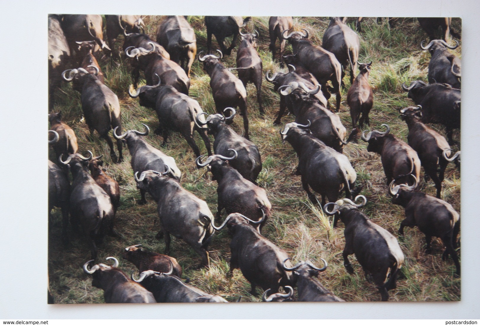 Africa - Botswana. Buffalo  - Old Postcard - Botsuana