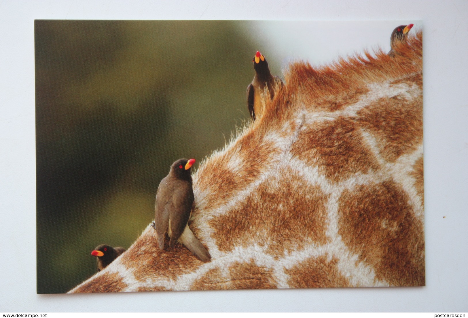 Africa - Botswana. Okavango Delta, Oxpecker At Girafffe Neck - Old Postcard - Botsuana