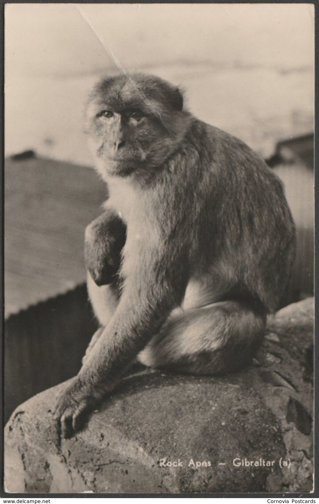 Rock Ape, Gibraltar, C.1950 - Rock Photographic Studio RP Postcard - Gibraltar