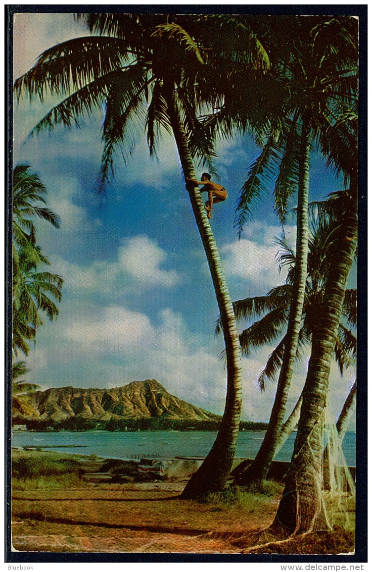 RB 1182 - 3 Postcards - Liliuokalani Park- Tree Climber - Edgewater Hotel - Hawaii USA - Honolulu