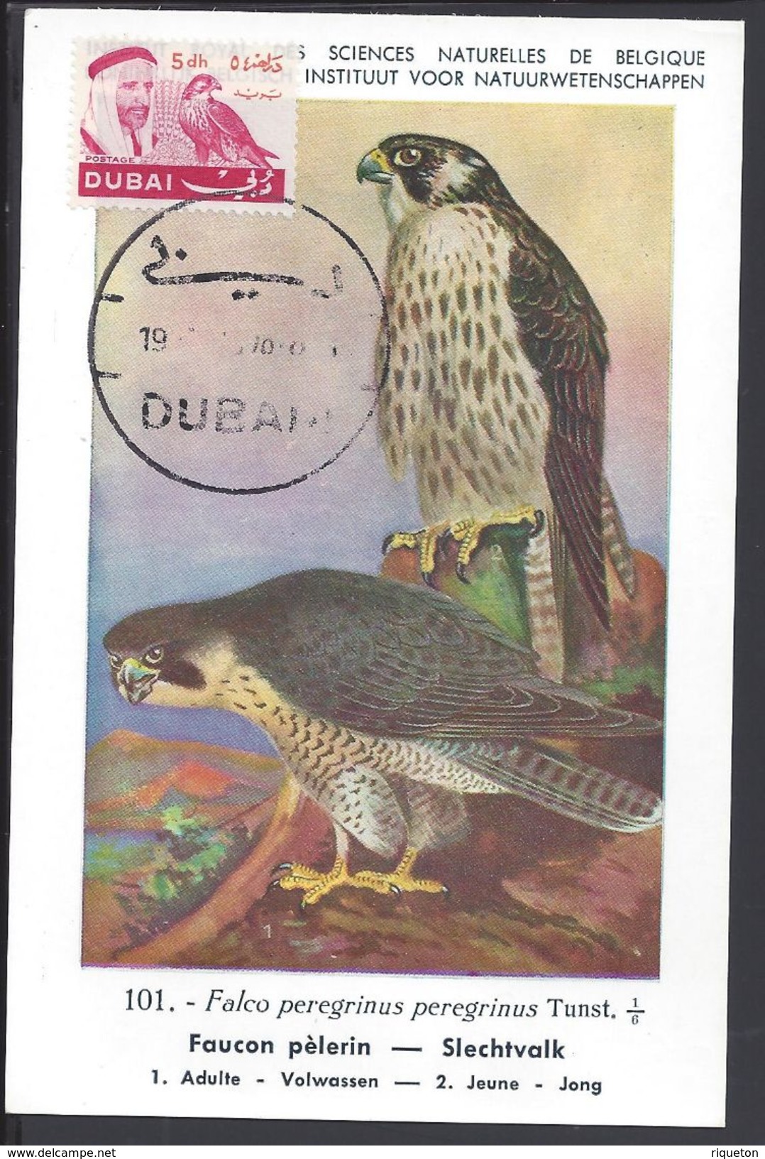 DUBAI - Carte Maximum "Falco Peregrinus Peregrinus Tunst" Cachet De Dubai - B/TB - - Dubai