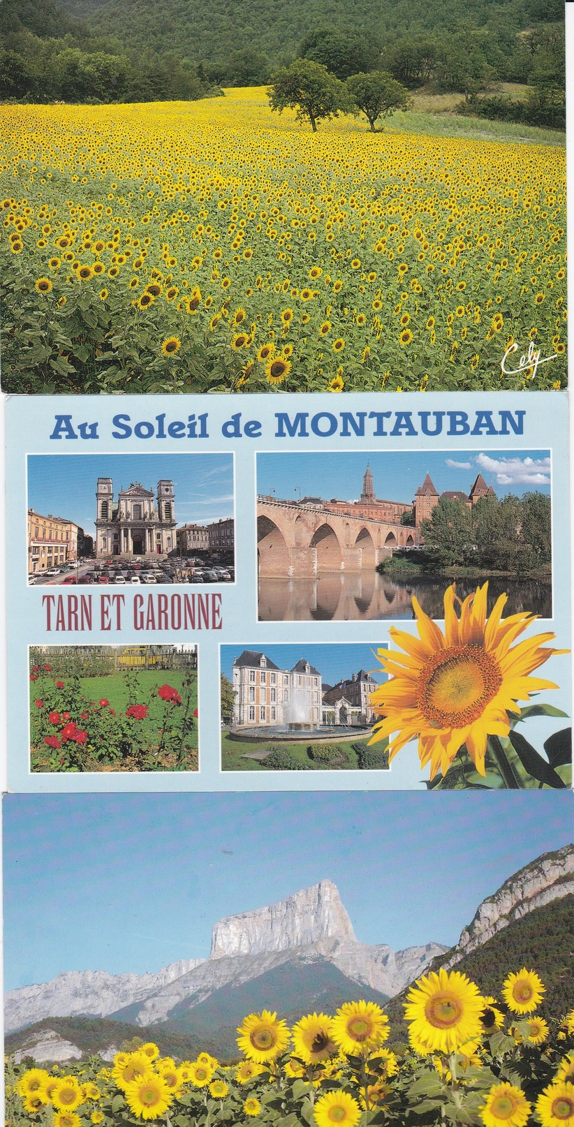 LOT De 35  CPM Représentant Des TOURNESOLS   //  TBE - 5 - 99 Cartes