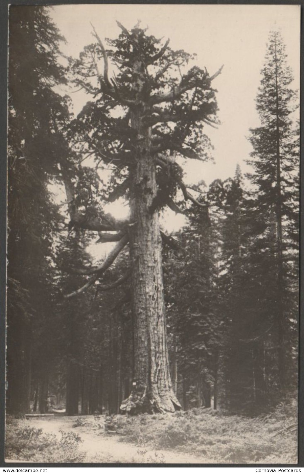 Grizzly Giant Redwood Tree, Yosemite, California, C.1910s - RPPC - Yosemite