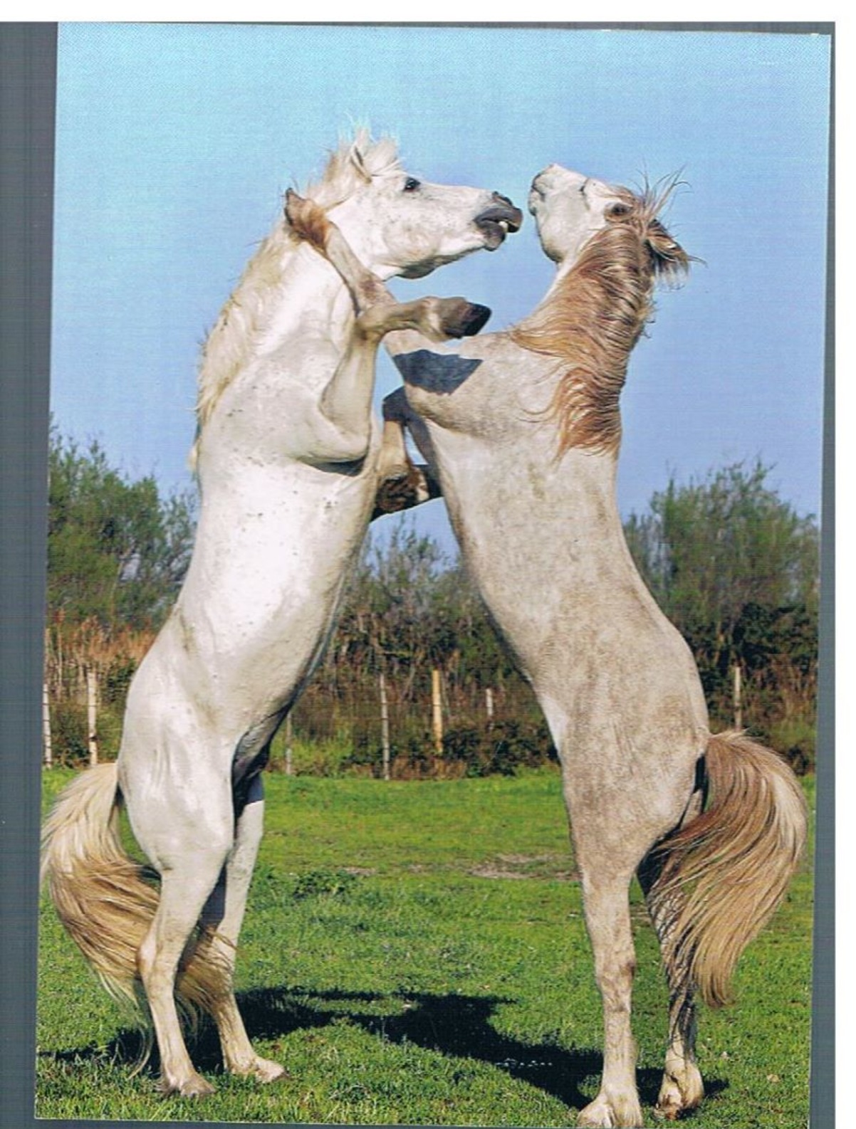 CHEVAUX CAMARGUAIS - Chevaux