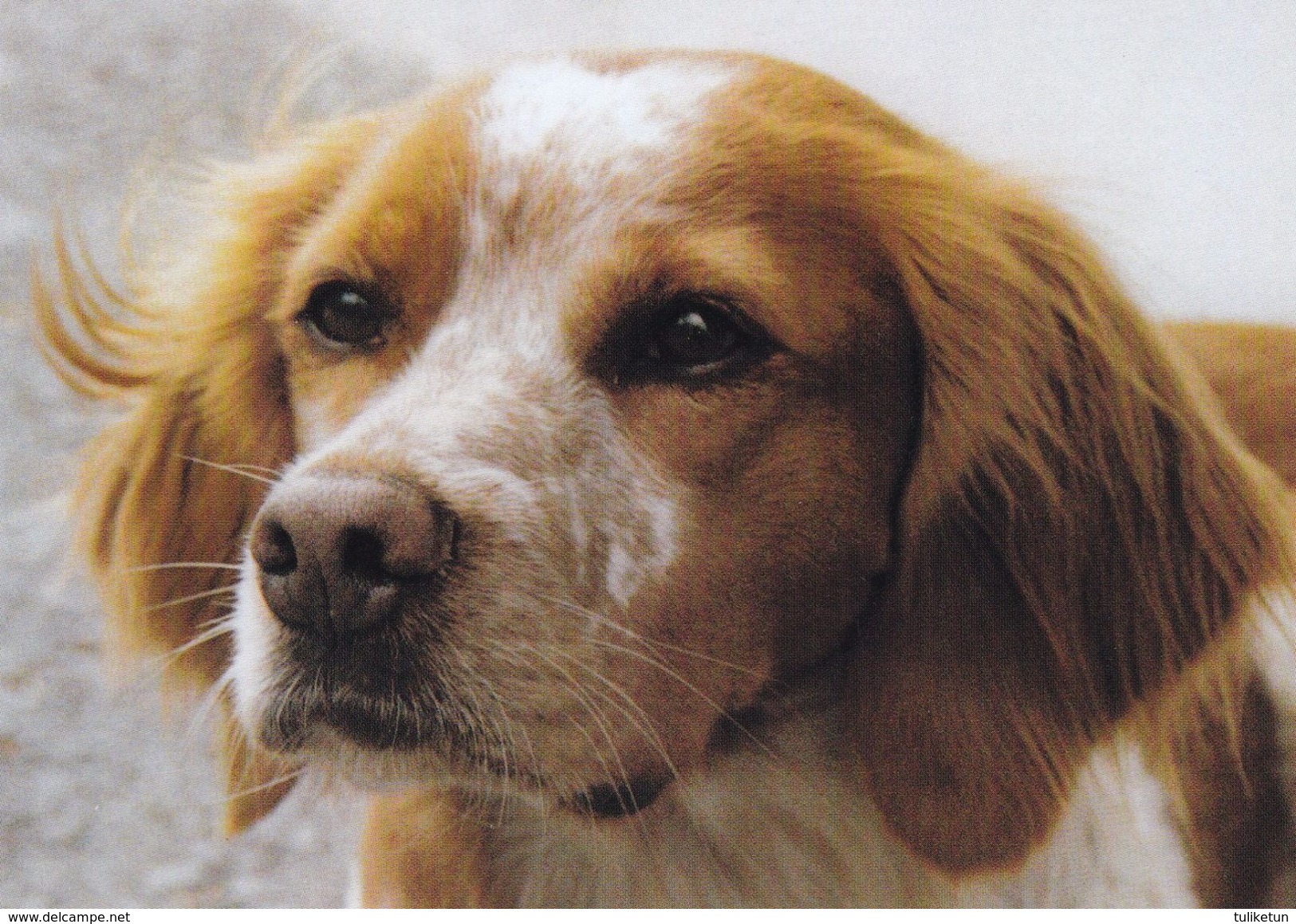 Brittany Spaniel - Epagneul Breton - Dog - Chien - Cane - Hund - Hond - Perro - Honden