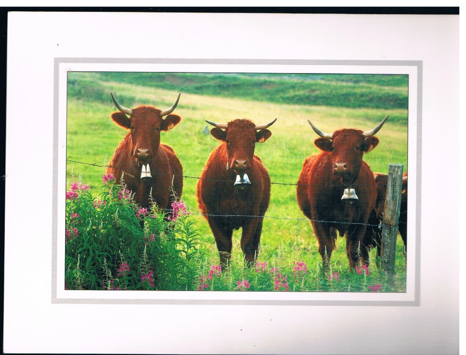 VACHES BRUNES - Cows