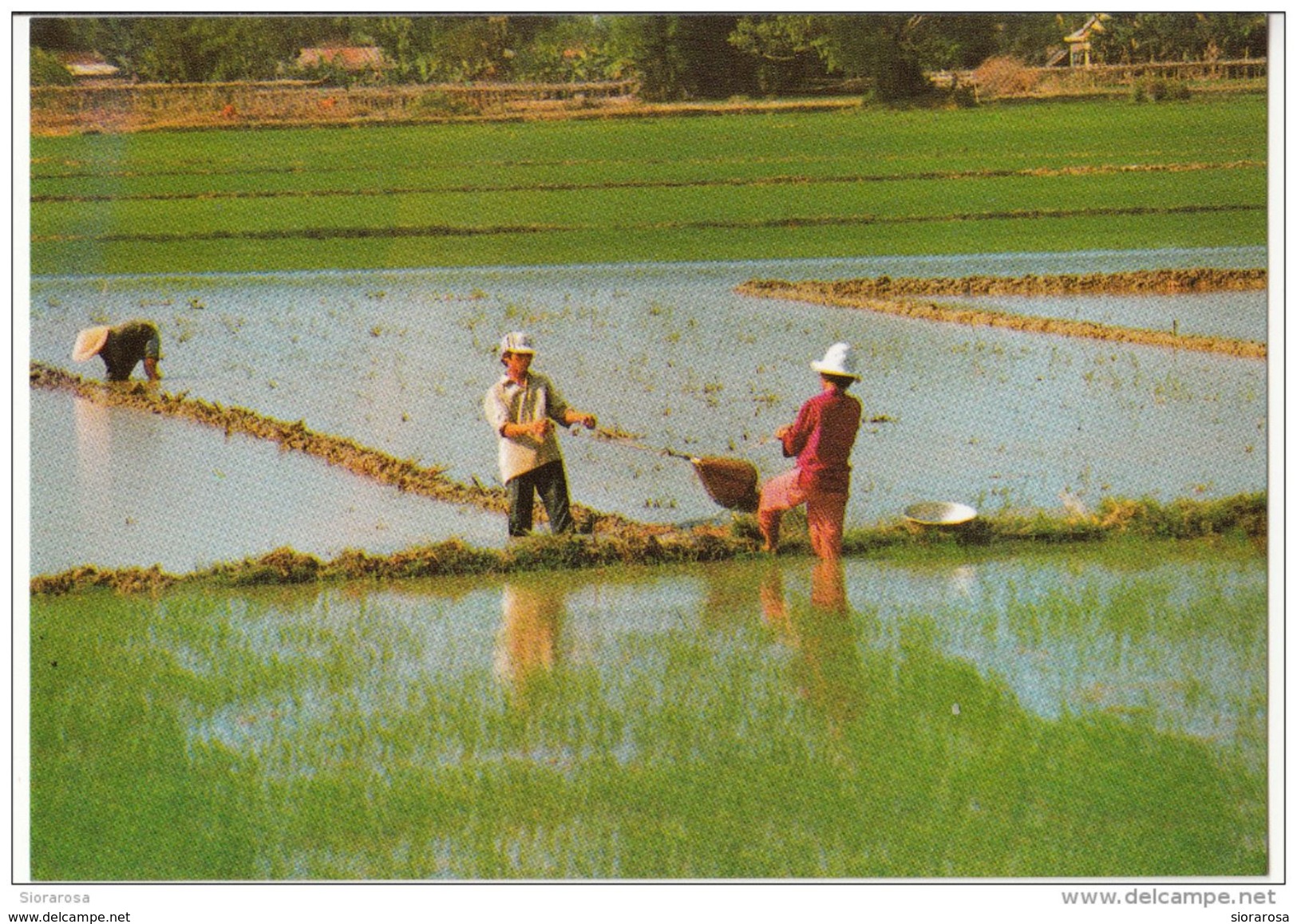 Dayly Life Of Vietnam - Scoop Watering - Vietnam