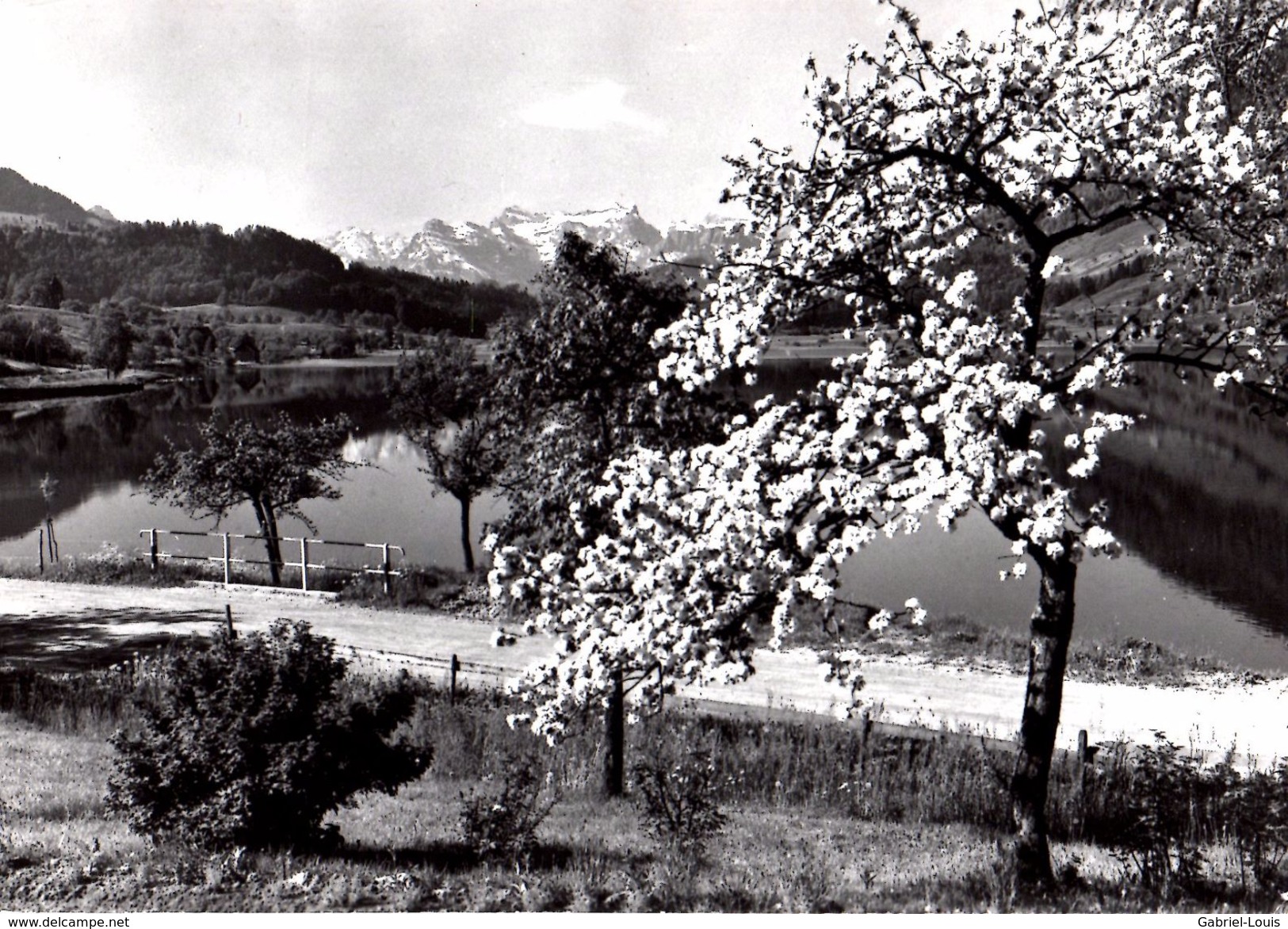 Aegerisee Mit Urirostock  (carte Grand Format) - Andere & Zonder Classificatie