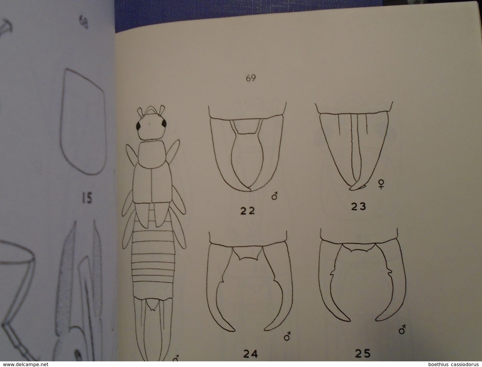 THE DERMAPTERA OF THE CARIBBEAN  1971  By A. BRINDLE, Dermaptères Entomologie Insectes, Caribbean, Fauna Of Curacao... - Biologische Wetenschappen