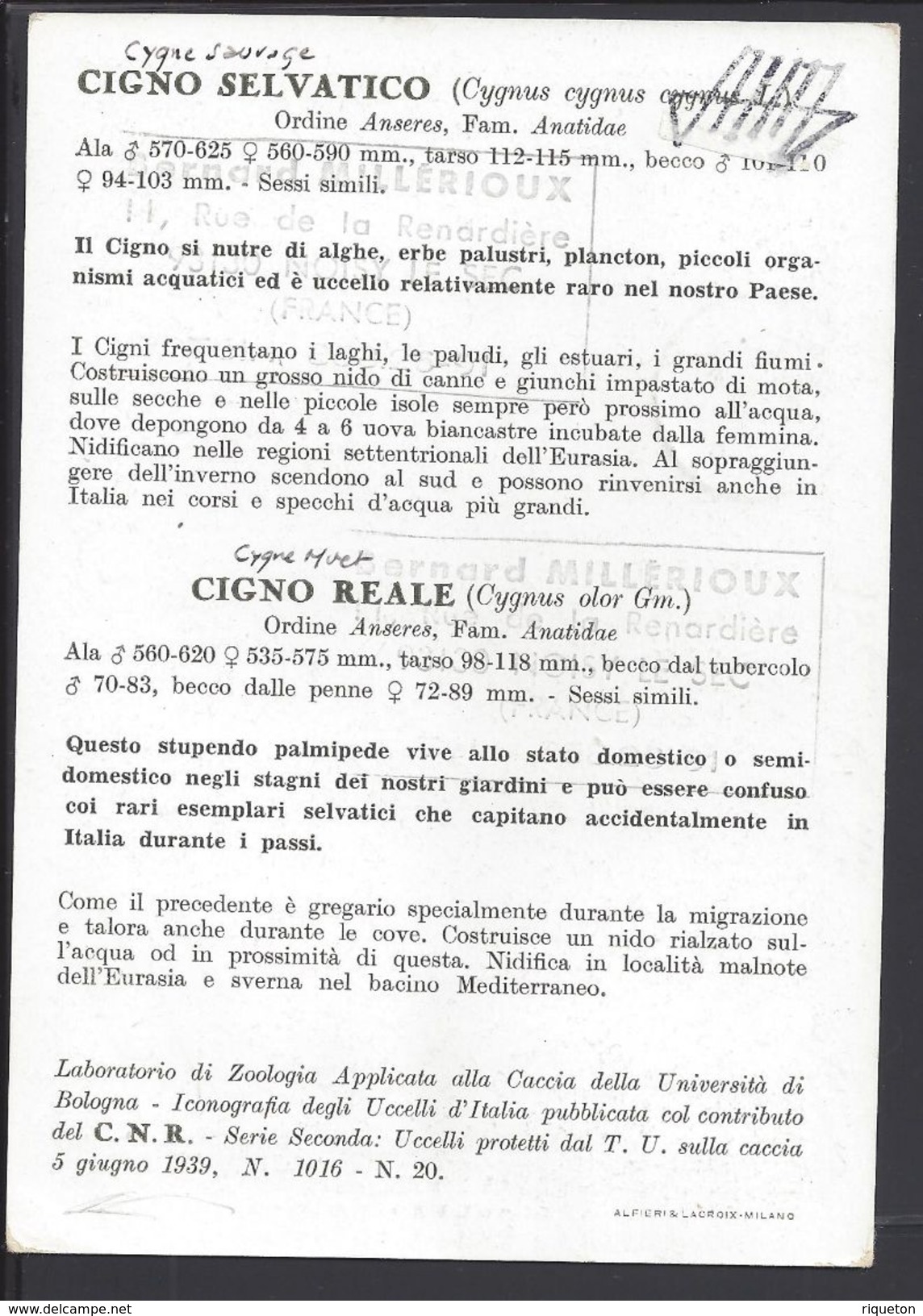 COREE - Carte Maximum "Cigno Selvatico - Cigno Réale" B/TB - - Corée (...-1945)